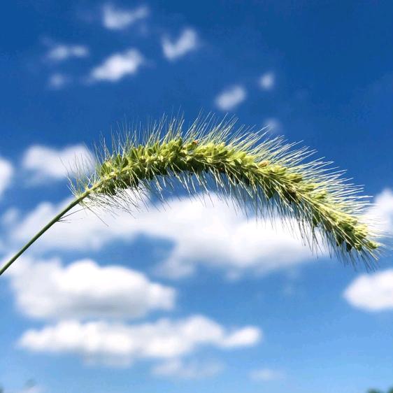 刘茸茸