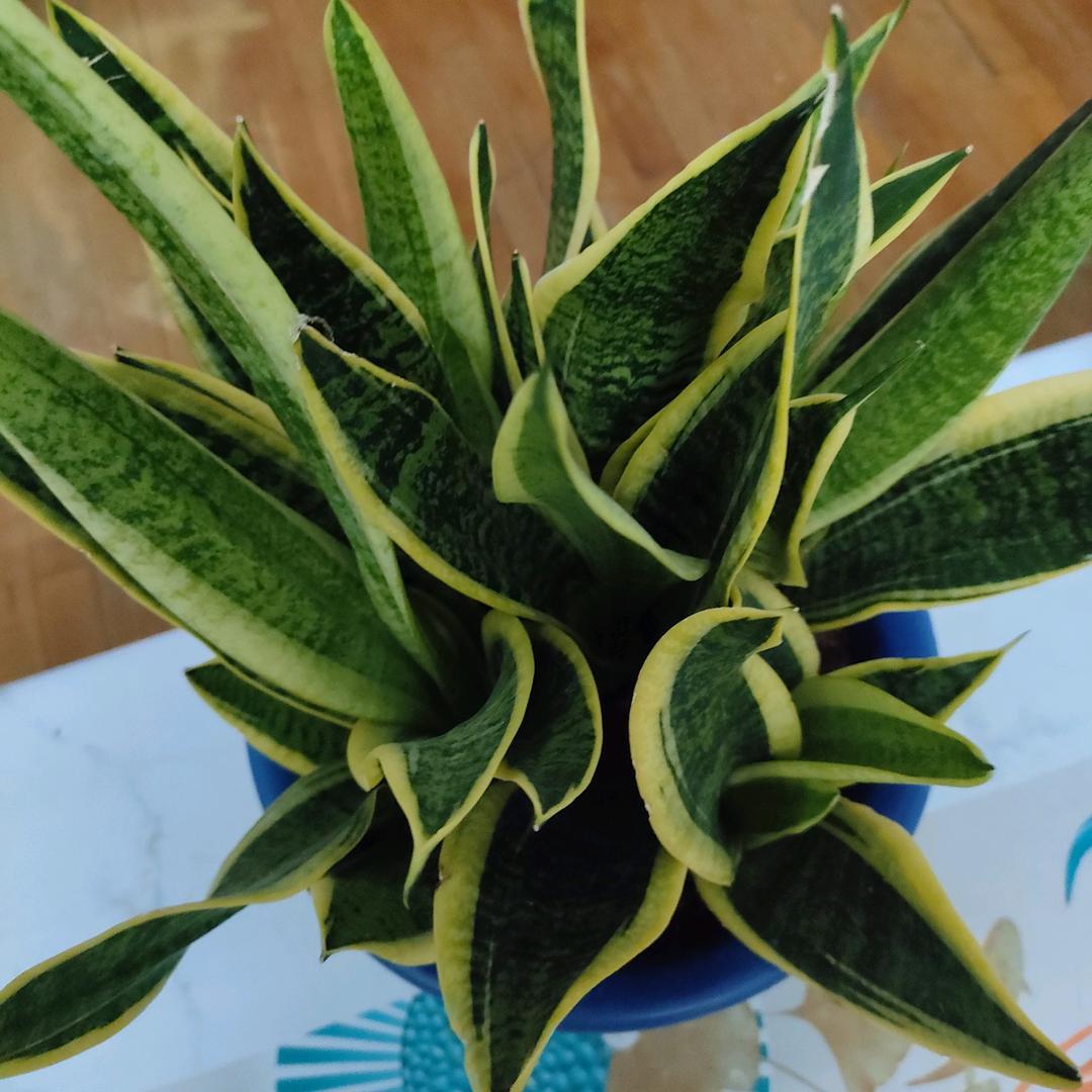 虎皮兰拒绝私聊