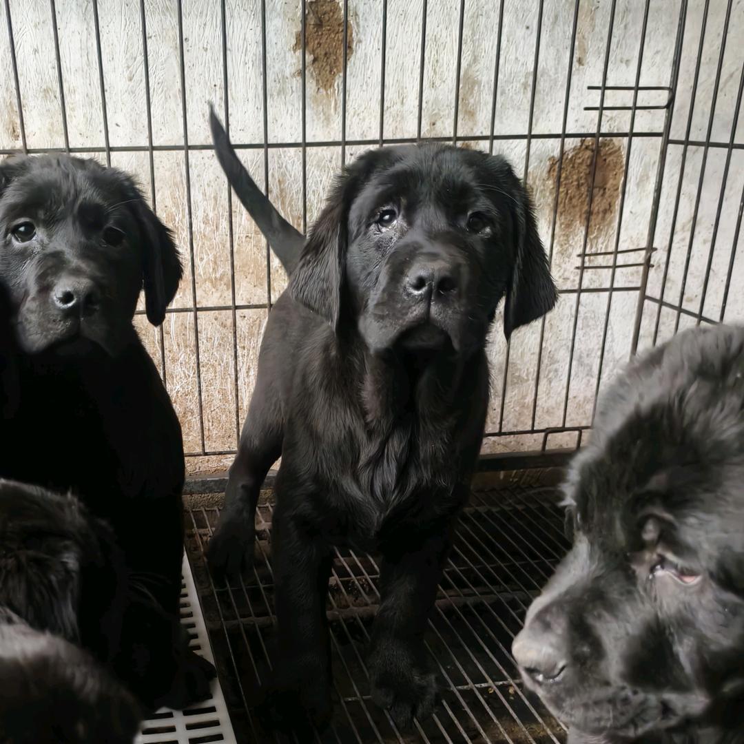 潍坊拉布拉多犬舍