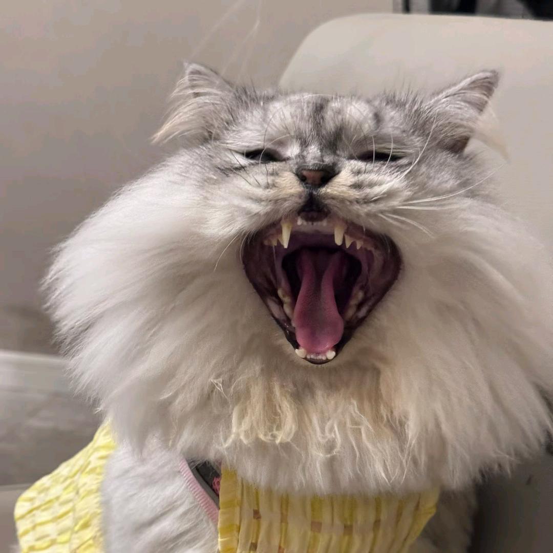 离婚带八娃住那个天桥下