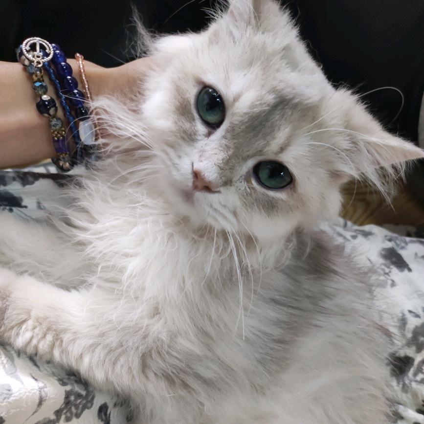 小猫马赛克