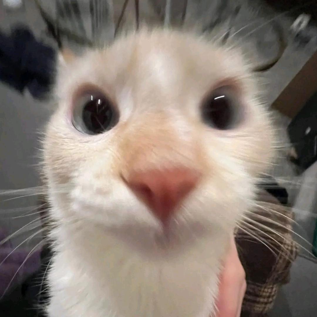 善良的指令投玩家