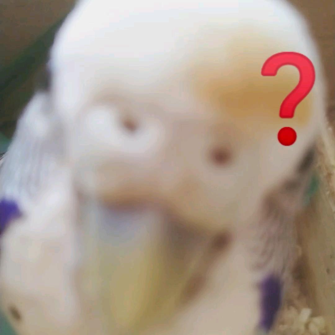 锡锡