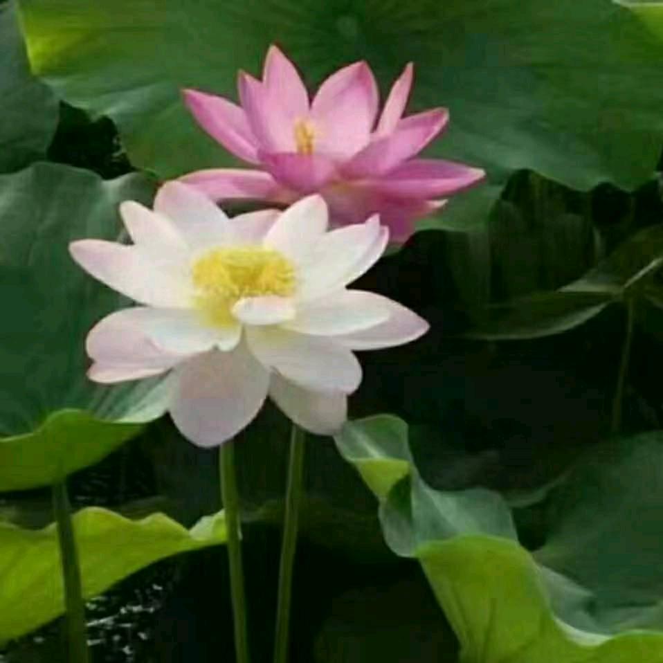 吉县青春美业化妆品门市