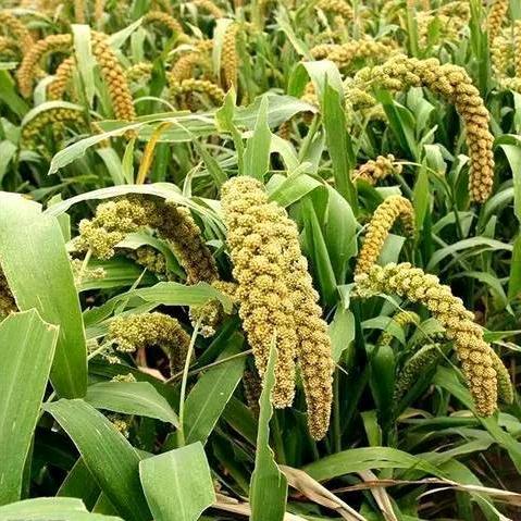 秋收