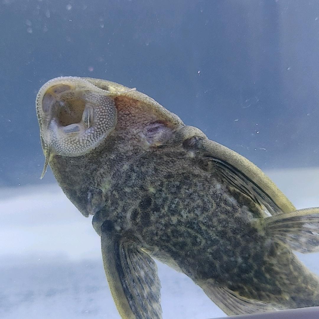 我是一条垃圾鱼