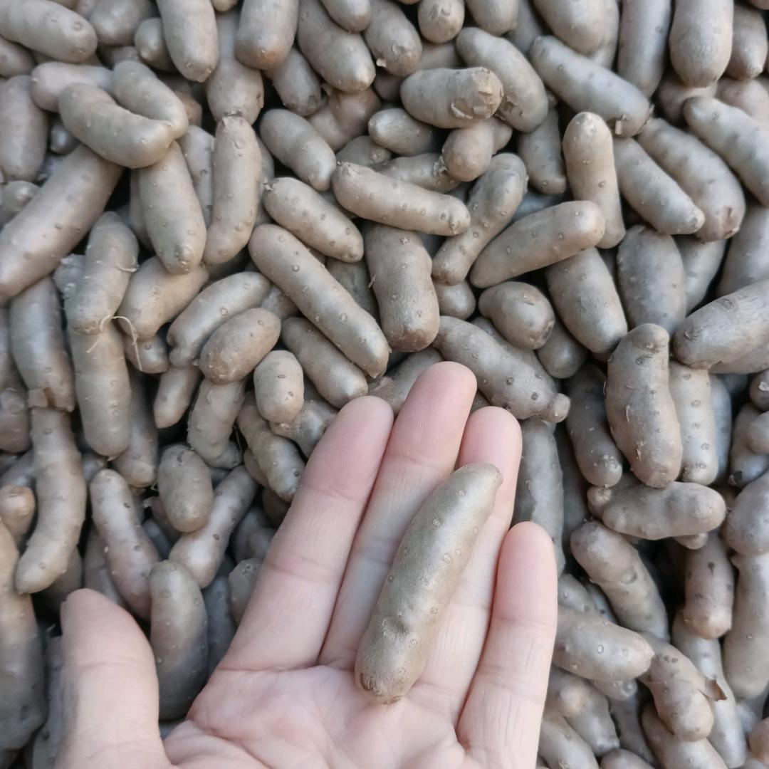 大量批发小白嘴山药豆大量批发鸡笼跑道
