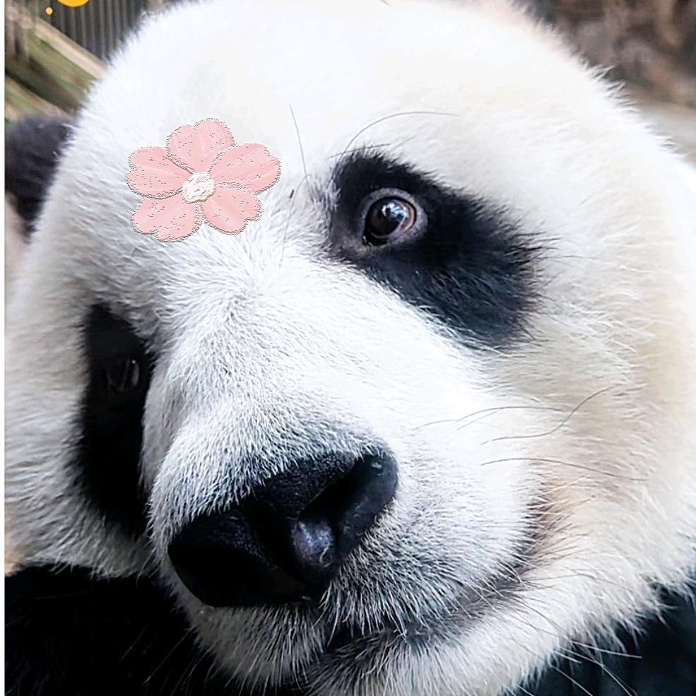 Moyuxy灬