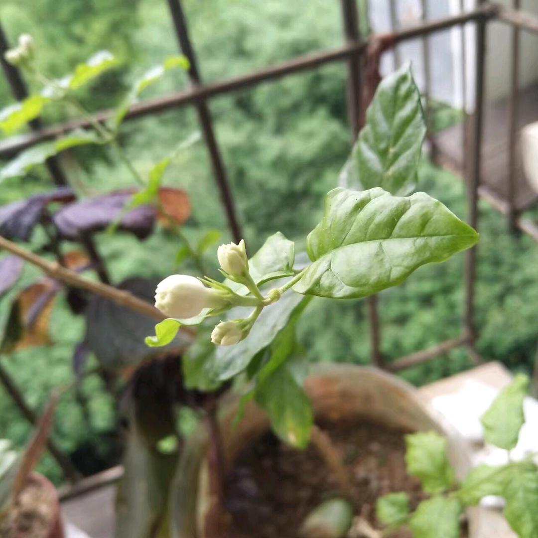 落燕纷飞