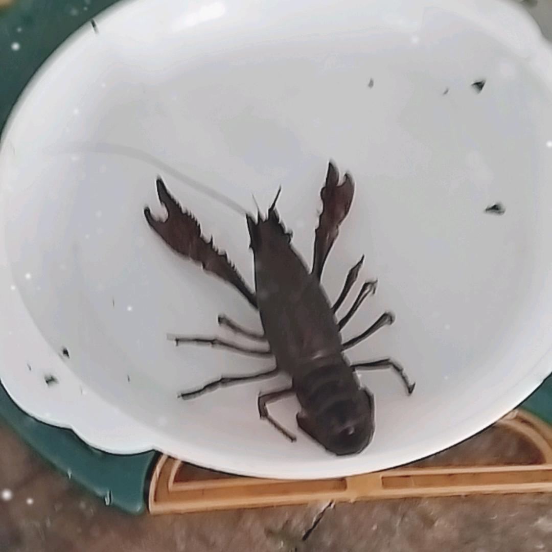 茹晴