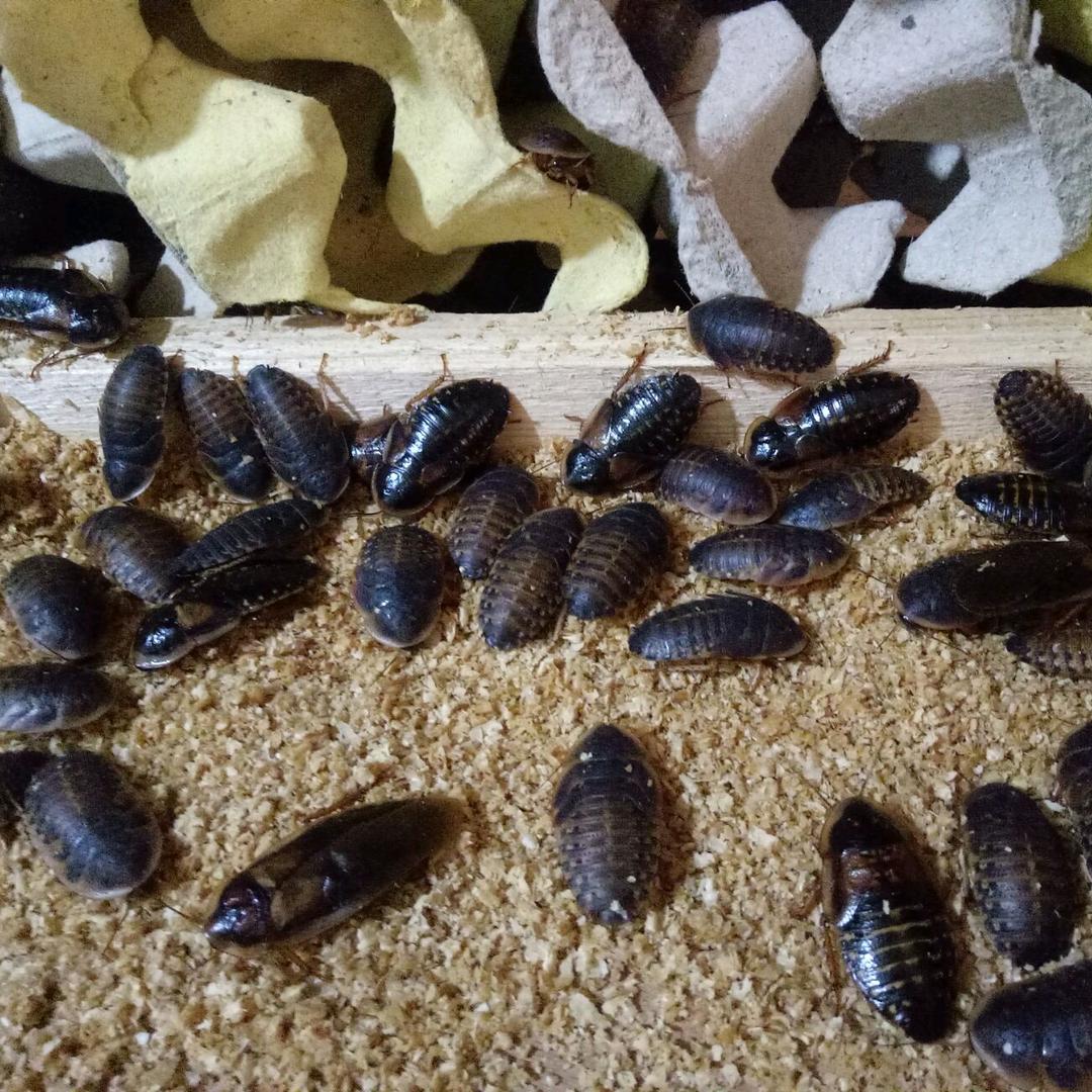 杜比亚蟑螂零售批发