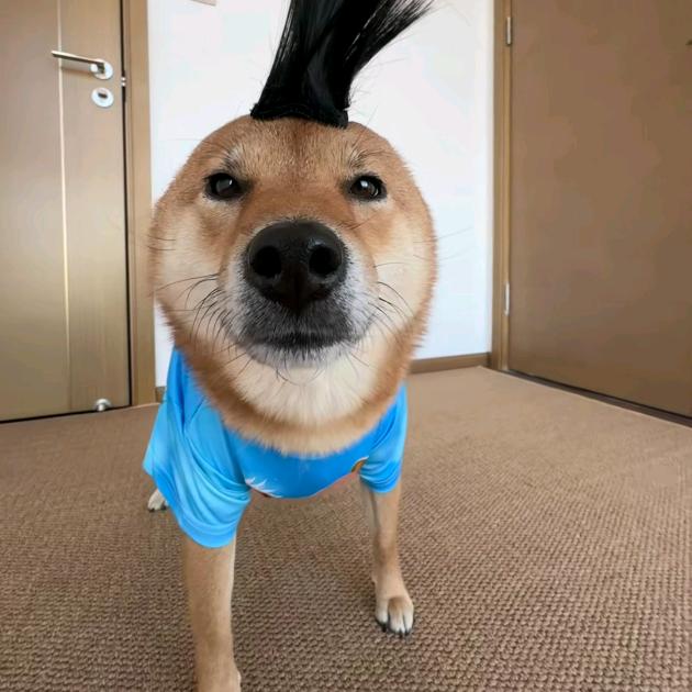 爱吃草的屎壳郎