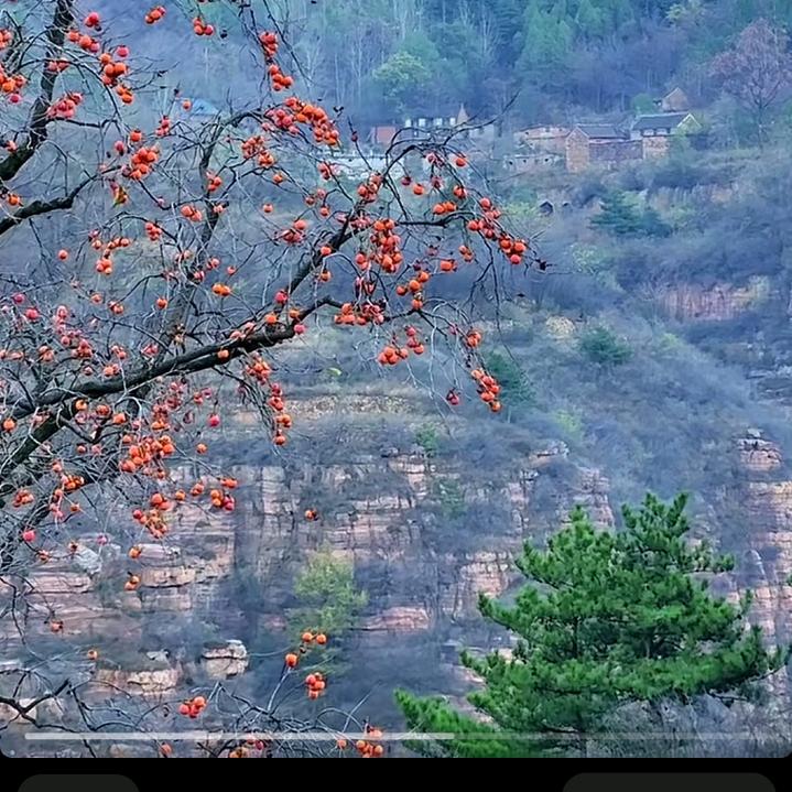 妃乐海头像