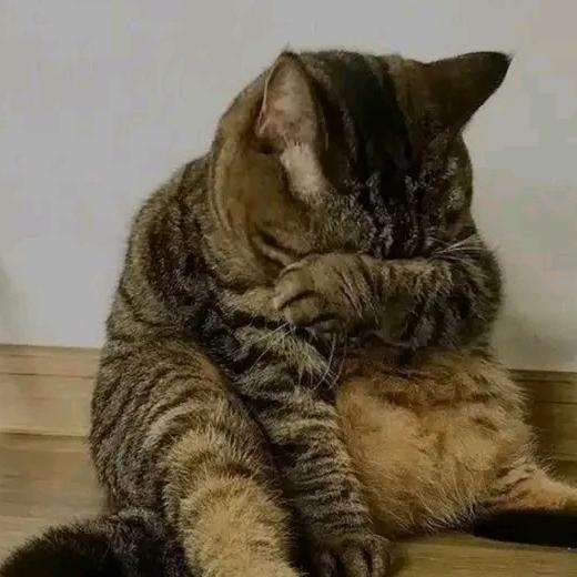 猫老婆vs鼠老公
