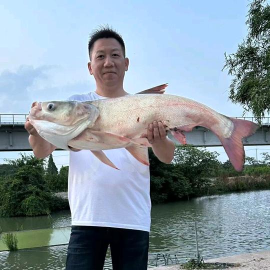 不老渔翁〈小桂混养塘〉