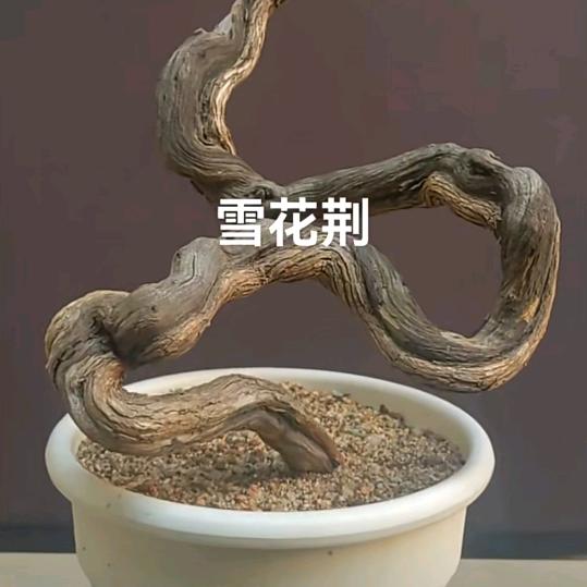 三哥玩盆景