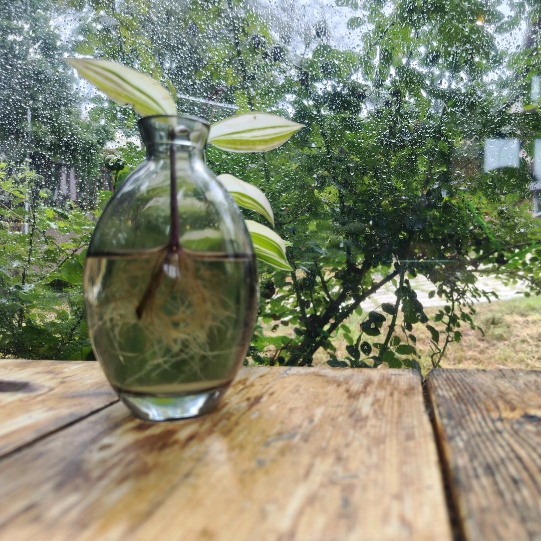 东港热心阿姨。