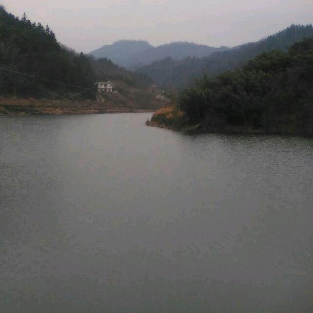 七星海棠