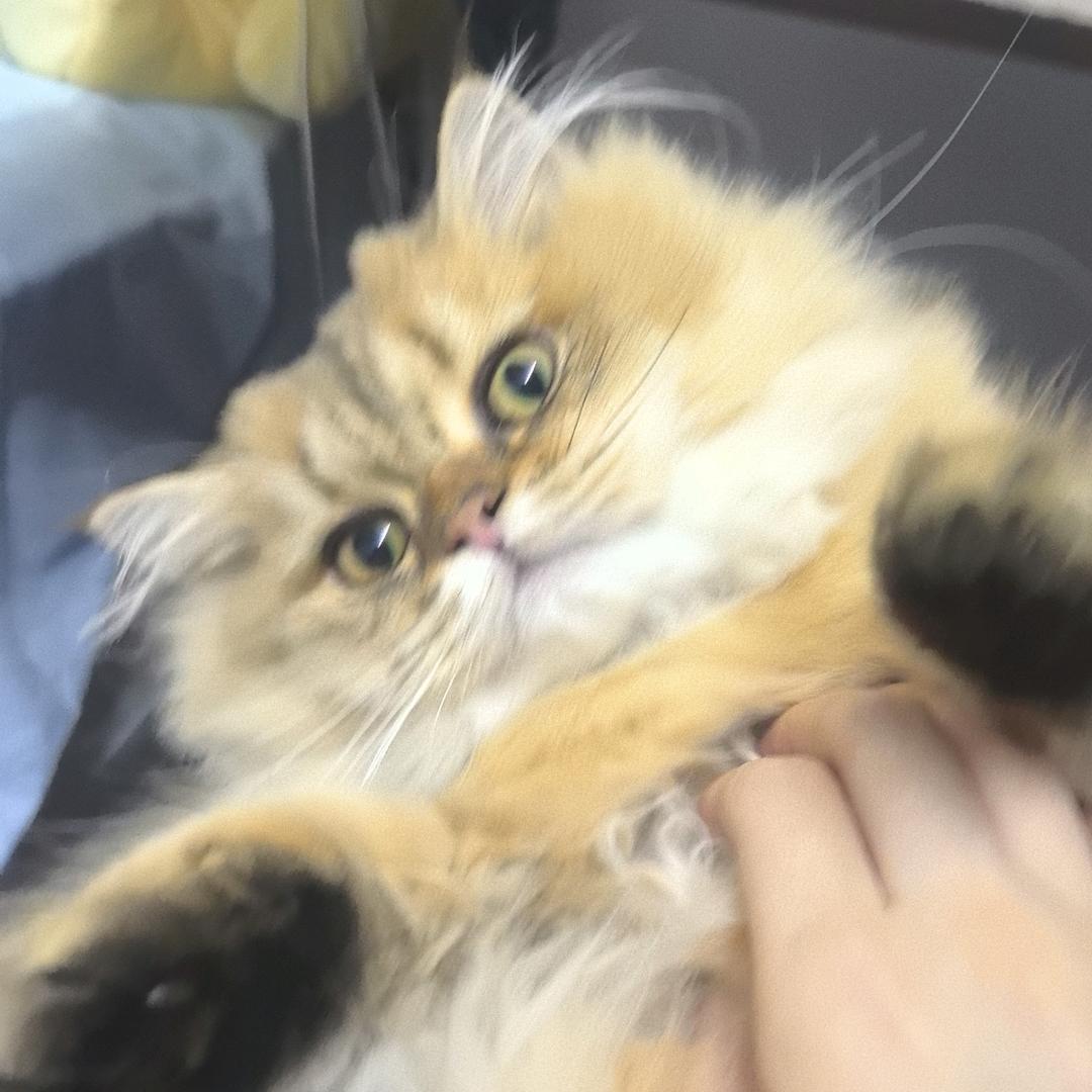 丸子不咸还挺甜