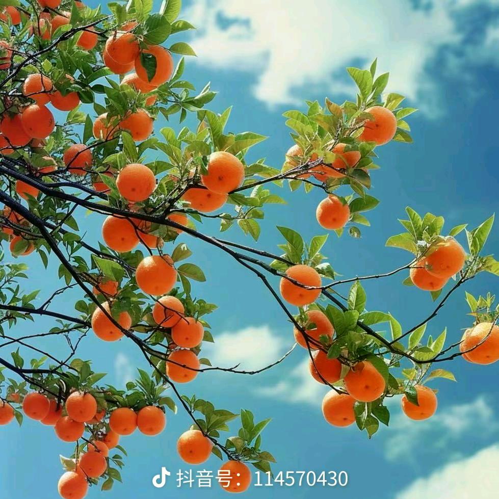 我姓刘Liu