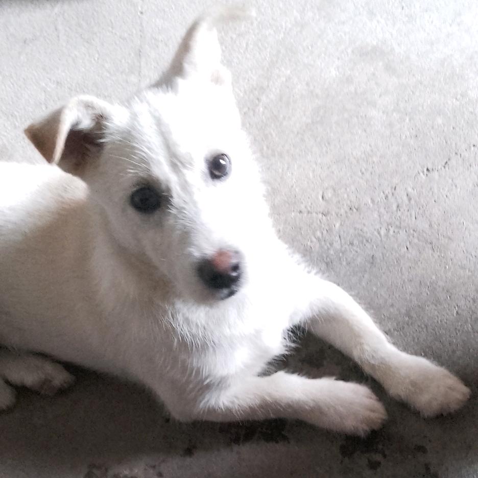 小白狼