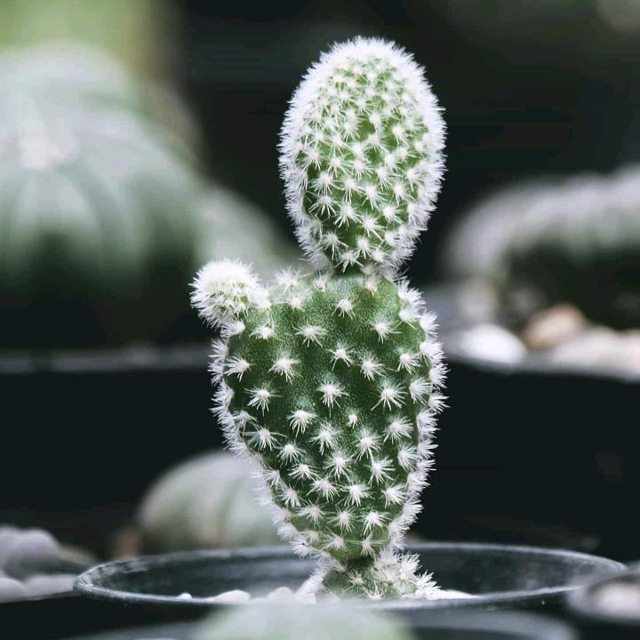 素控