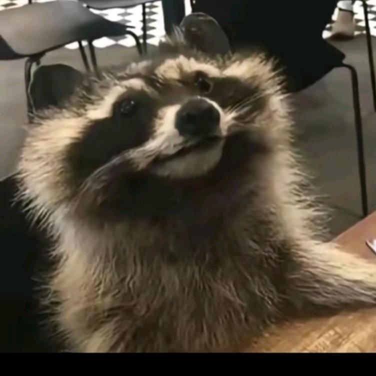 小浣熊
