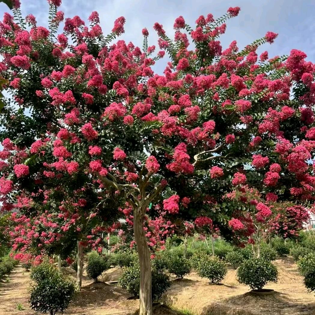 锦上花卉
