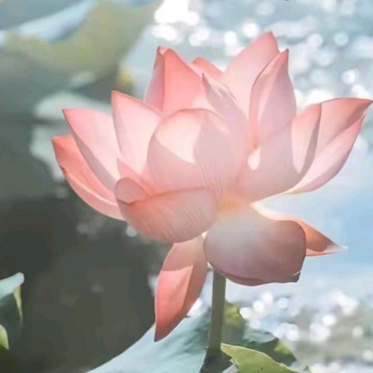 芳