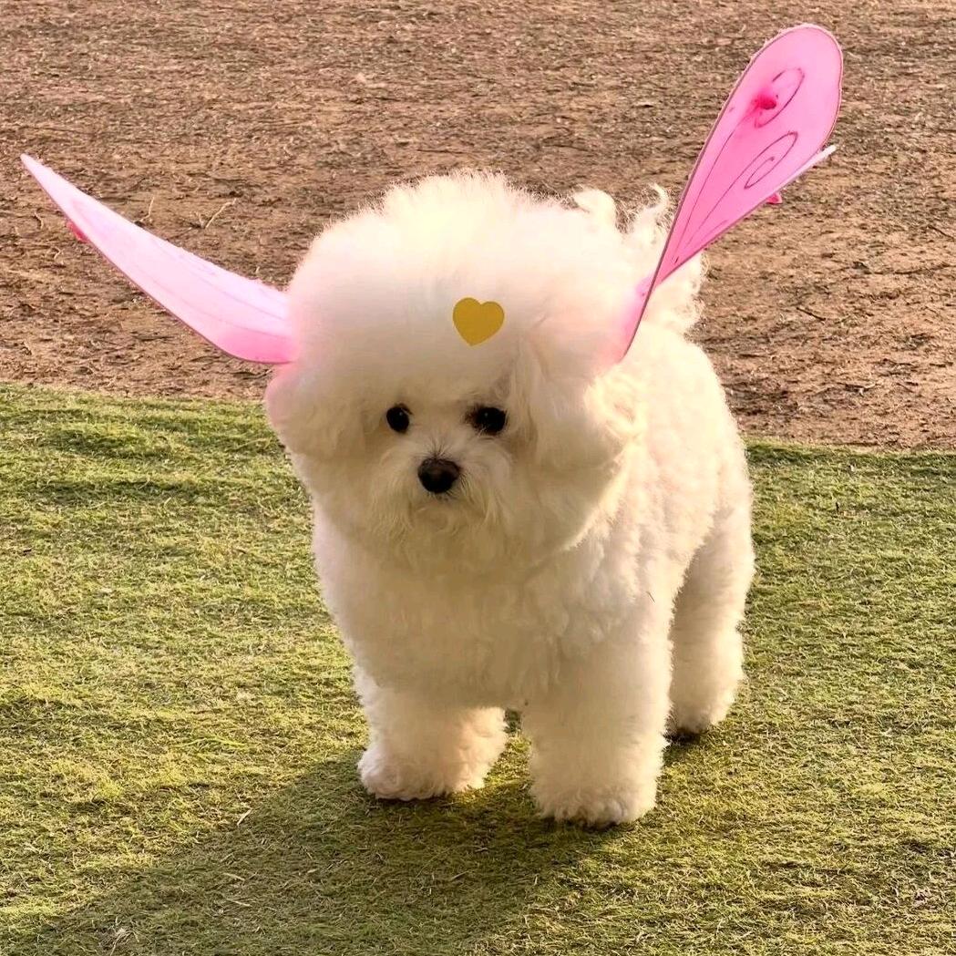 锦鲤附体小阿萌🌈🌈