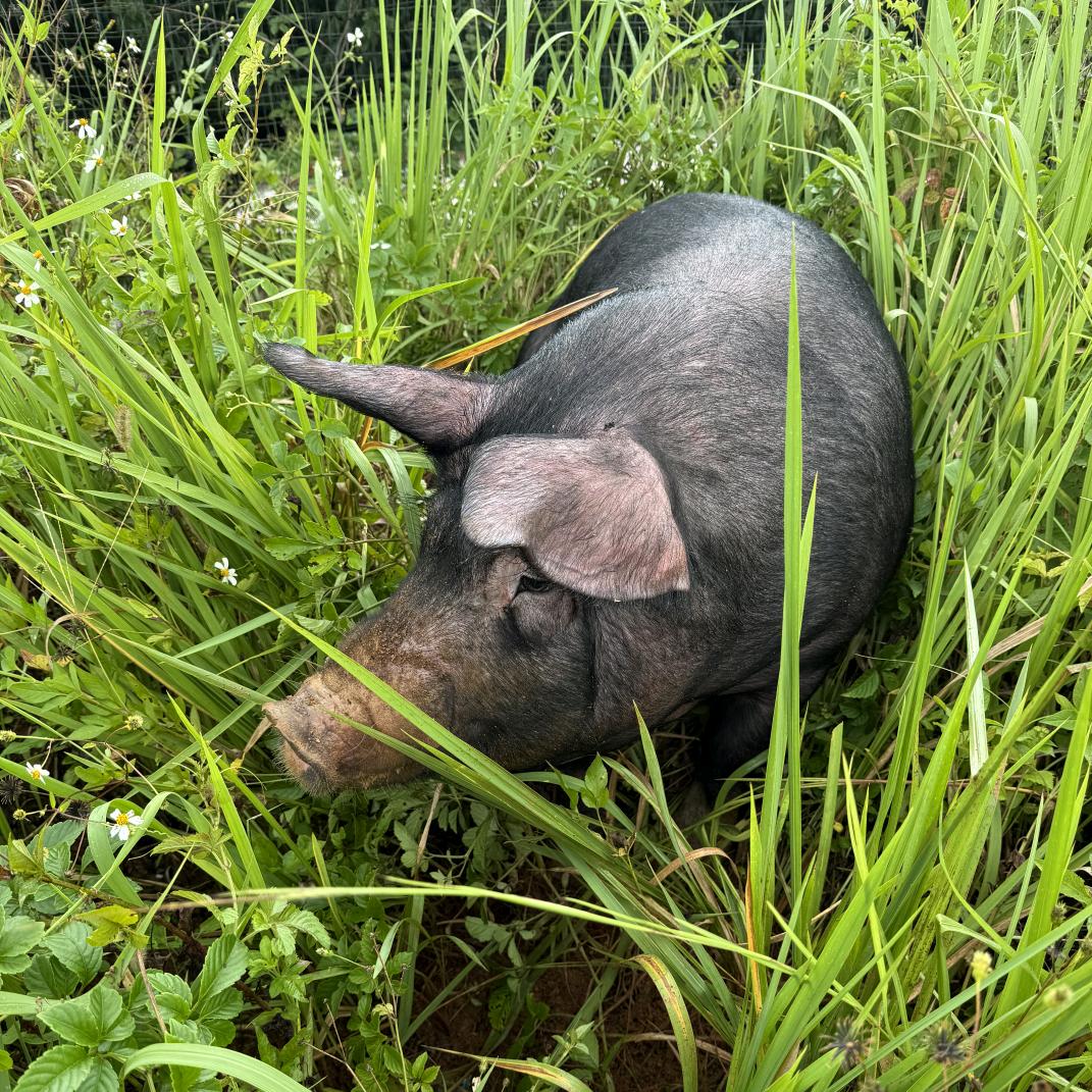 山咔咔生态土产