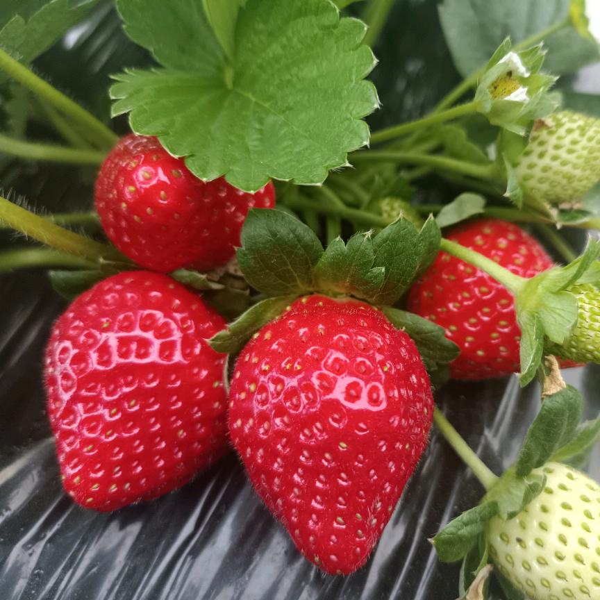 金满城草莓采摘园