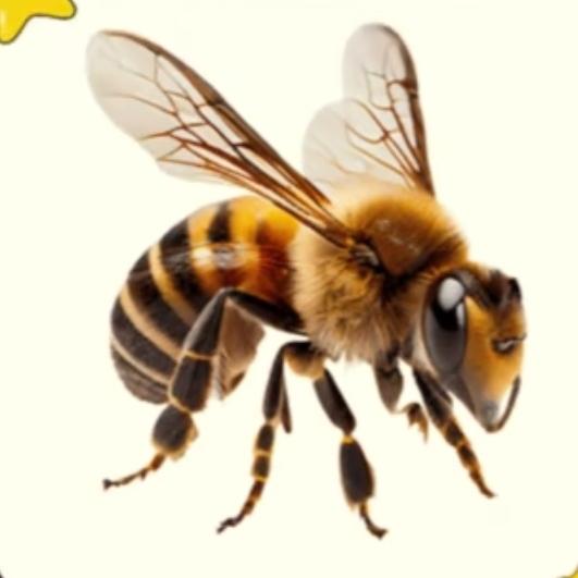 小蜜蜂🐝
