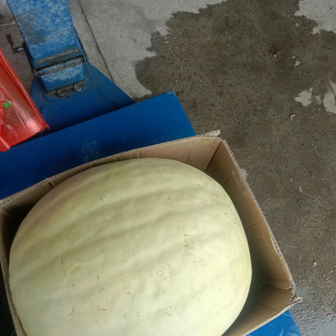 李改菊