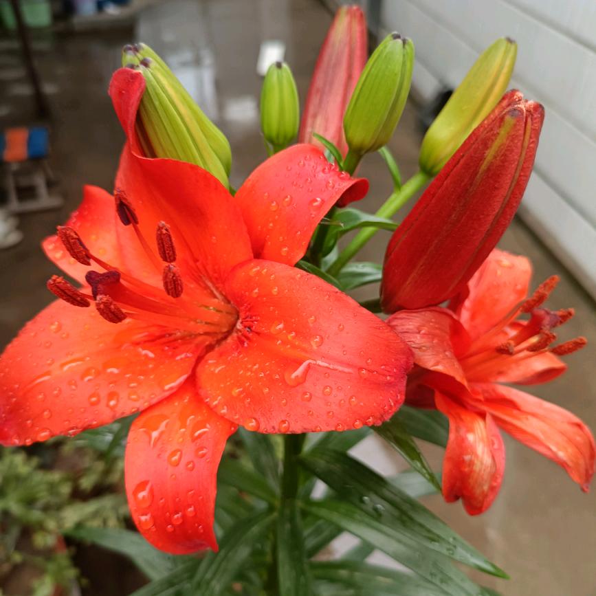 幸福的玫瑰花