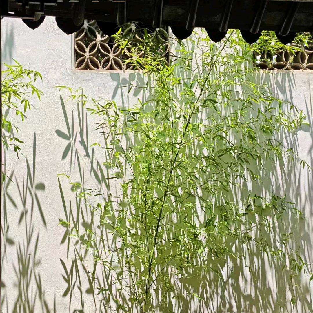 🐾甩不掉的丸子头🙊