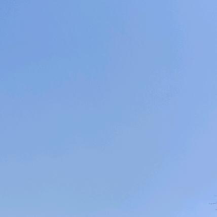 单身🐶