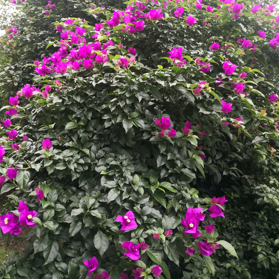 真心真意《拒绝私聊》点赞回赞