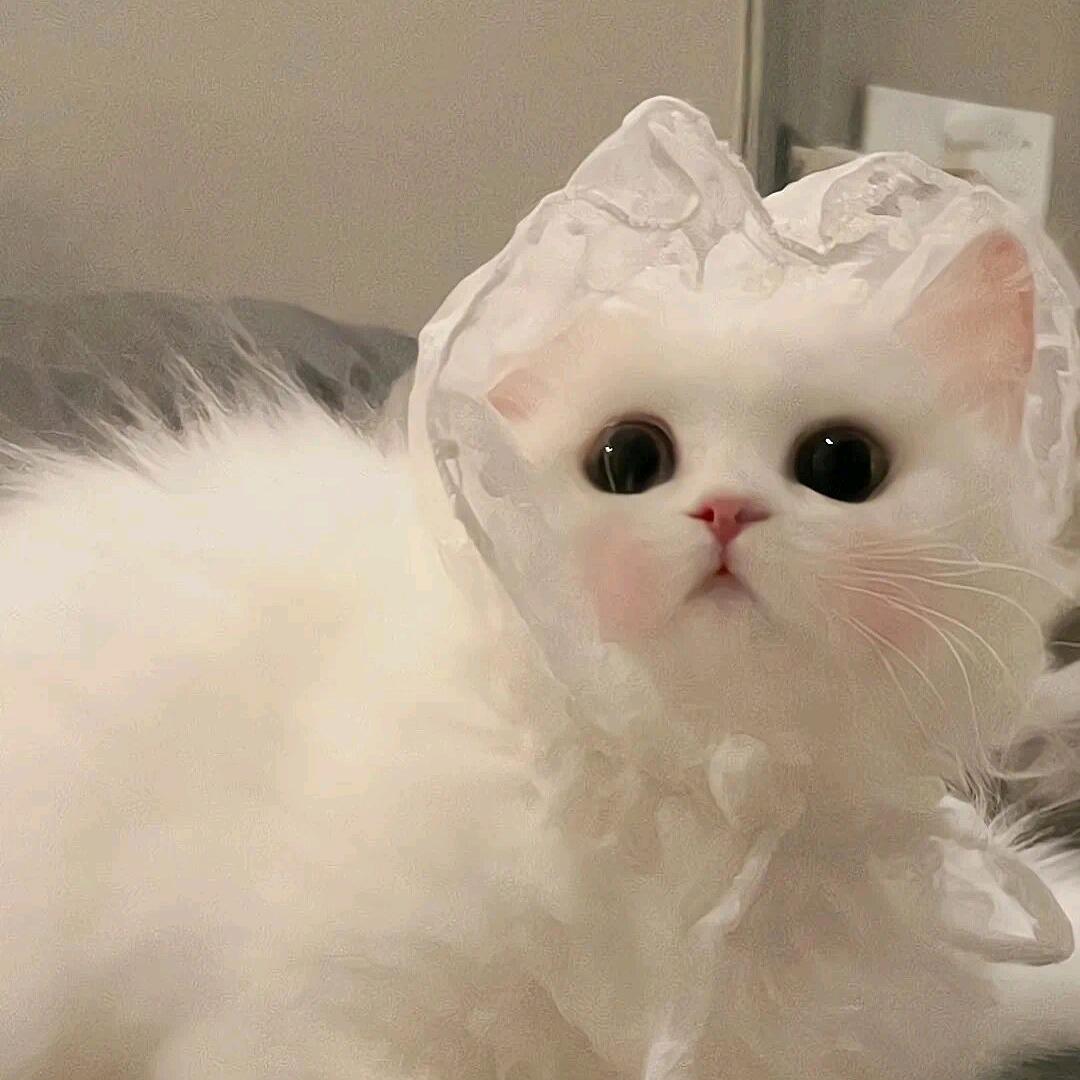 永恒之塔娜小巫