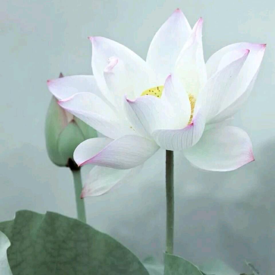 A花开梵间