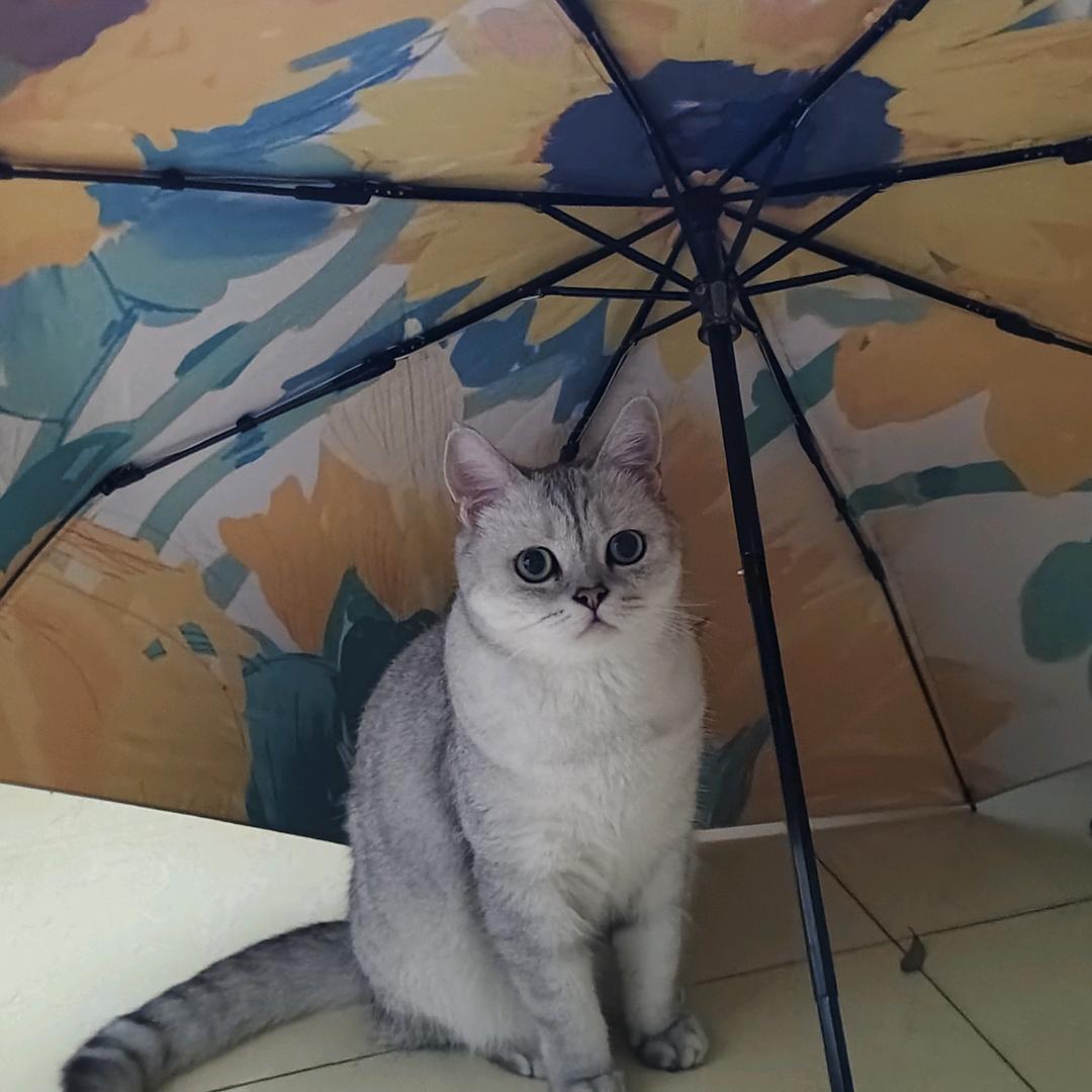 麻雀变凤黄女士