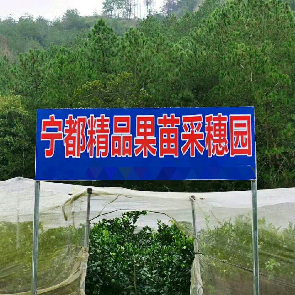 宁都县赖村镇乐洋果业