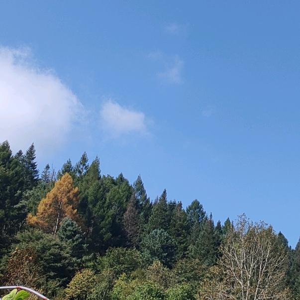 四季春