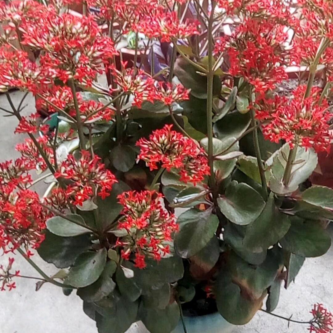 长寿花