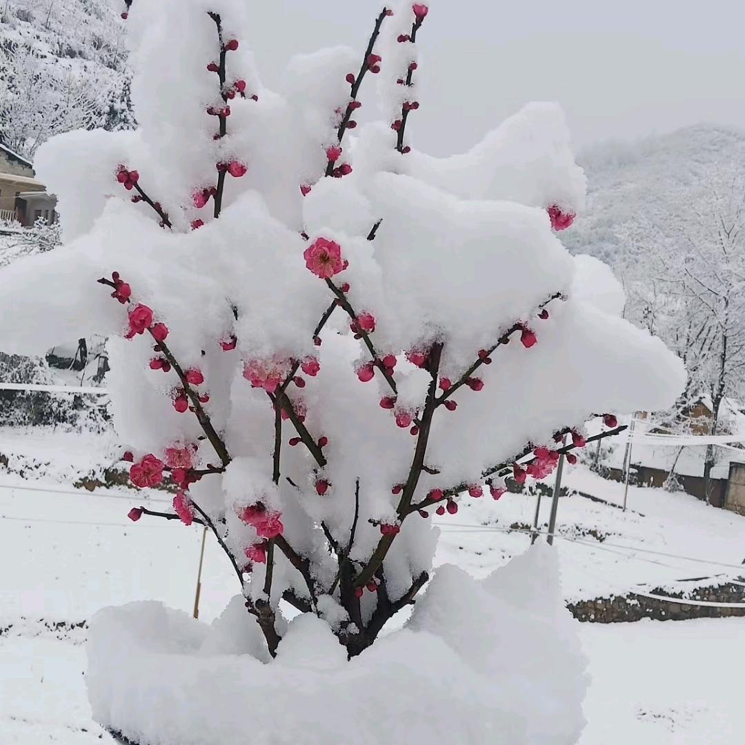 索爱风行
