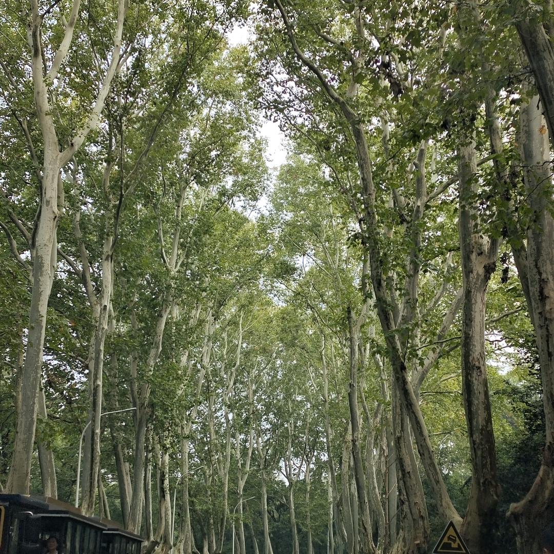 牵着乌龟🐢去散步