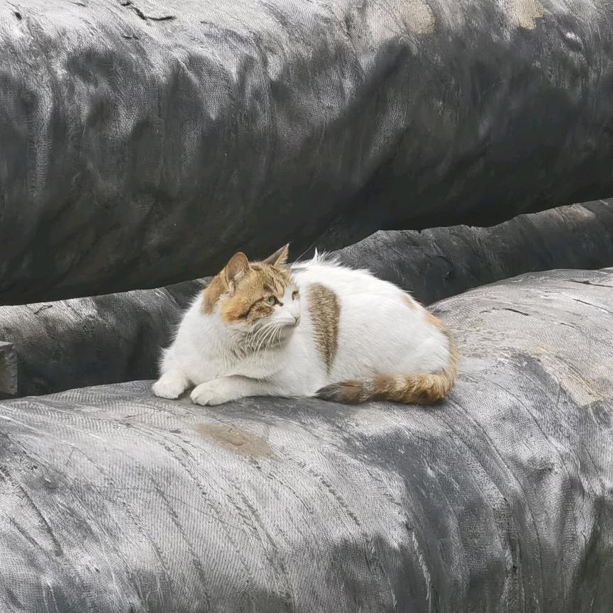 会走路的毛栗子🦔