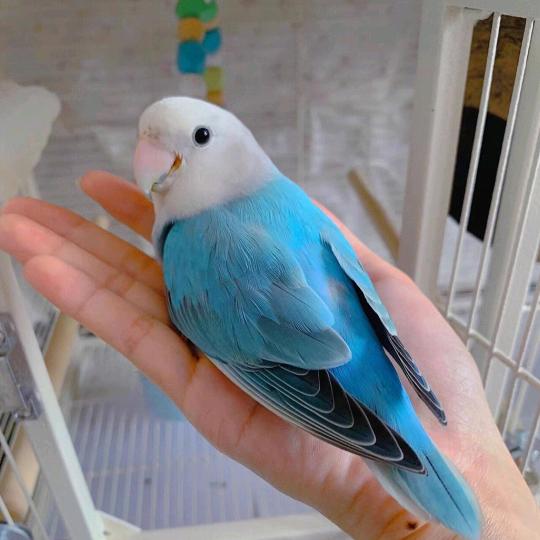熙诗