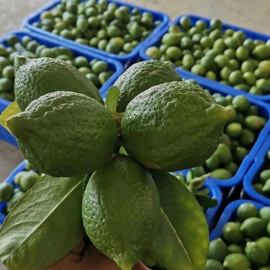 江门种香水🍋的小莉 全国直发