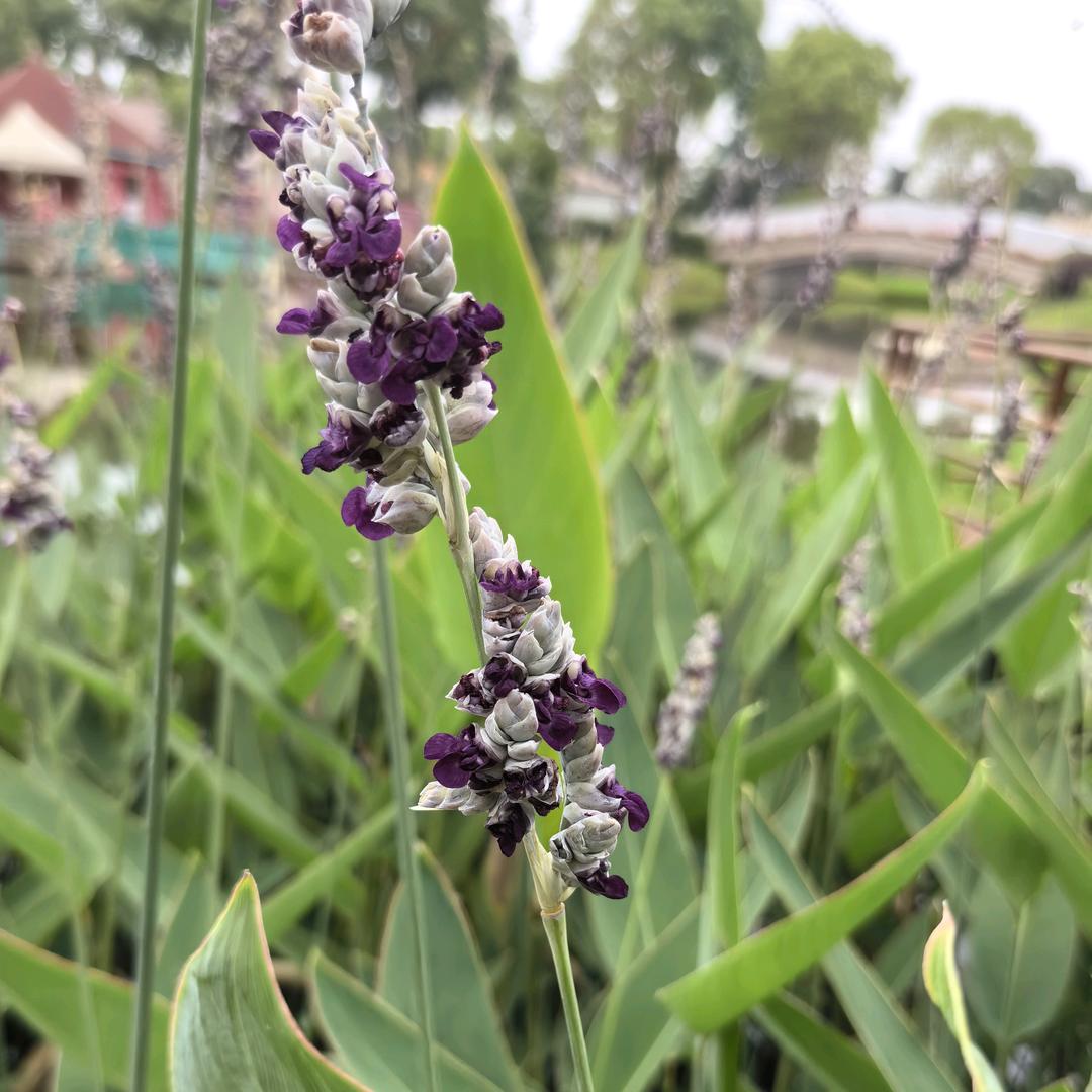 ﹏、小米兔兔╮